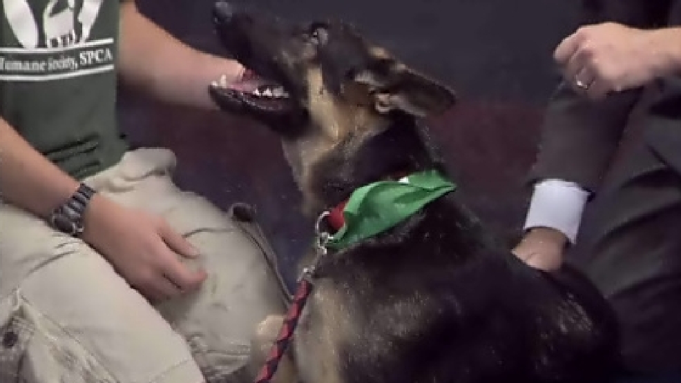 pet_kenzo.jpg
