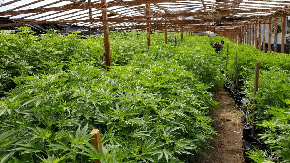 4,824 illegal plants seized in Siskiyou drug raid KRCR