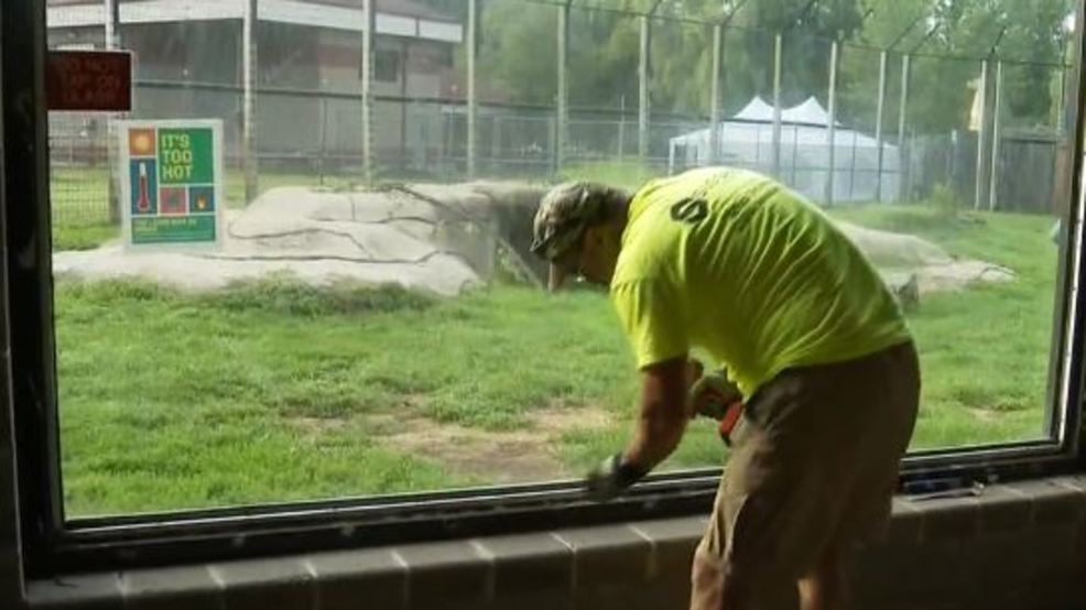 Lion training experience coming to the N.E.W. Zoo WLUK