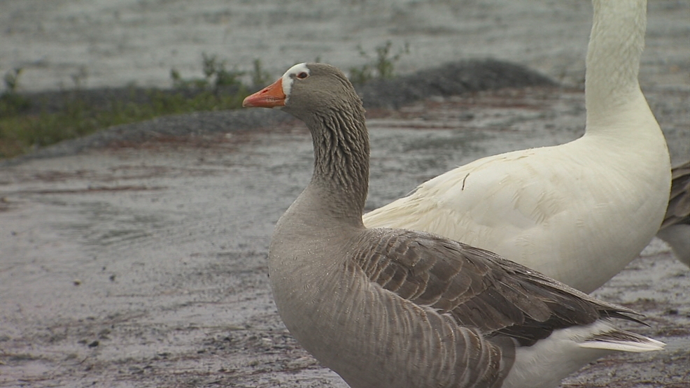 Changes to duck hunting regulations you'll need to know WGXA