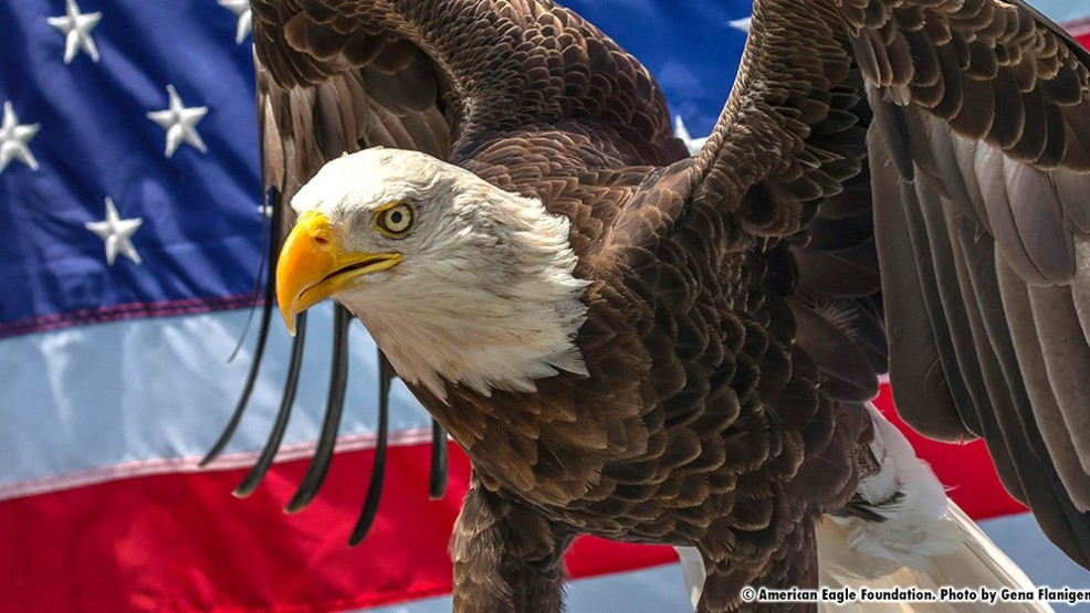 Famous Bald Eagle to visit Marion Saturday WCYB