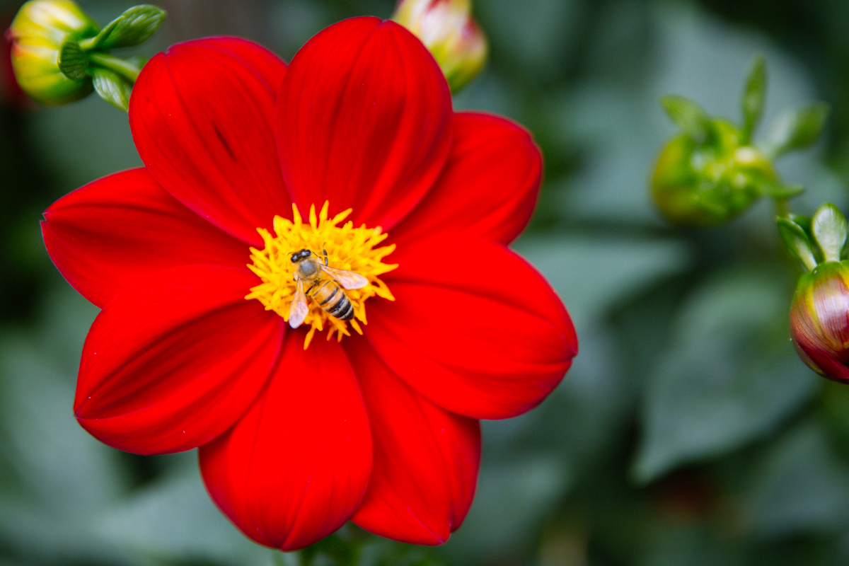 A closer look at Seattle's official flower Seattle Refined