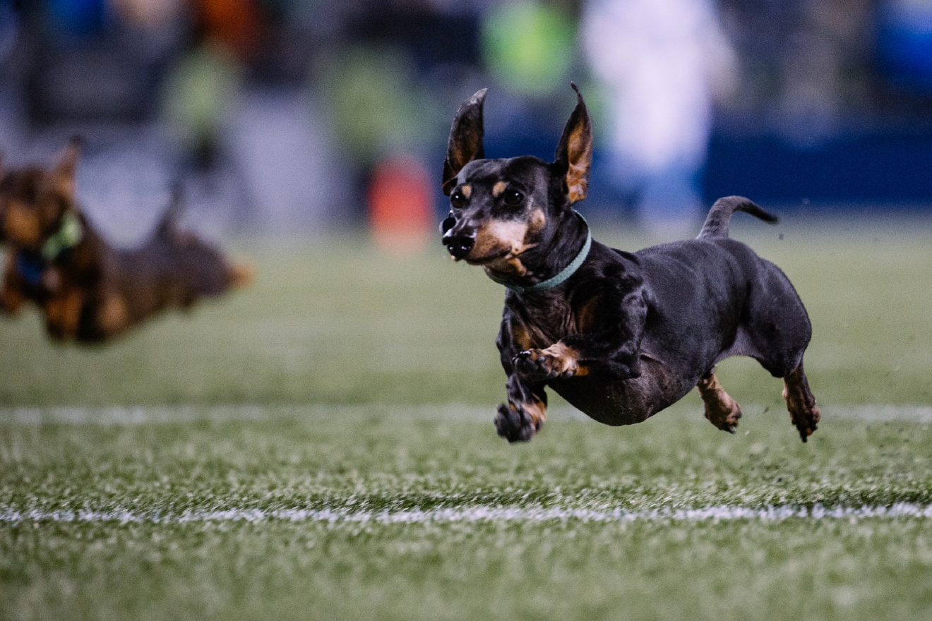 Photos Wiener Dog Races take center stage at Seahawks halftime