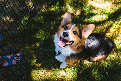 pacific northwest corgis