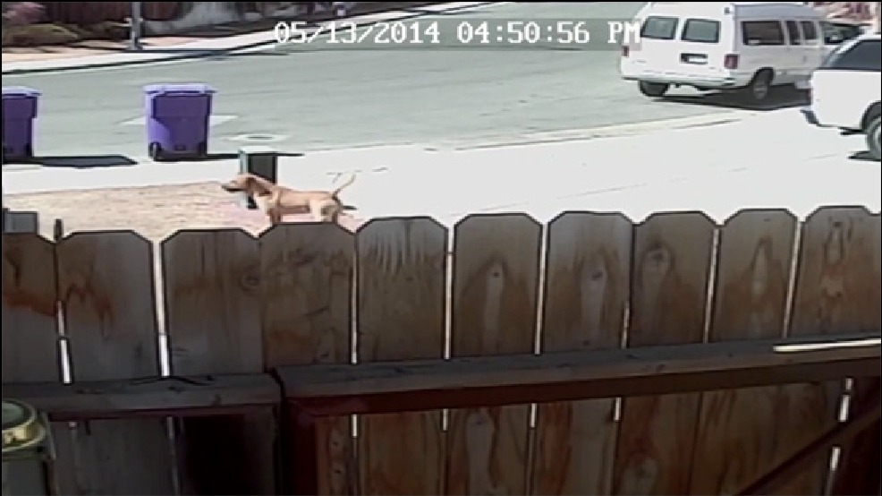 140515-dog-attack-660.jpg