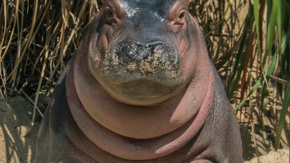 fiona hippo toy