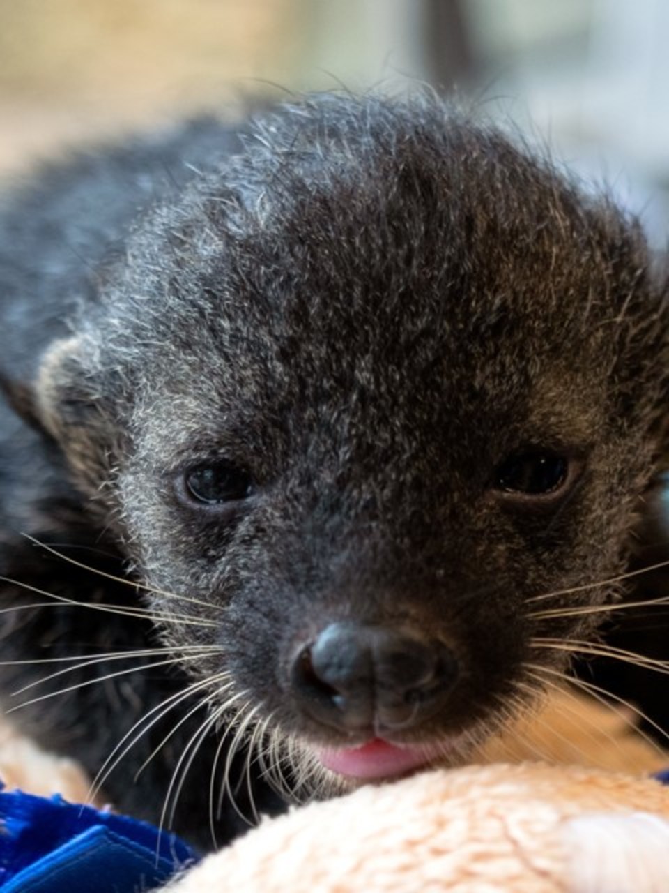 Nashville Zoo Welcomes Baby Bearcat Livestreaming Available Wztv