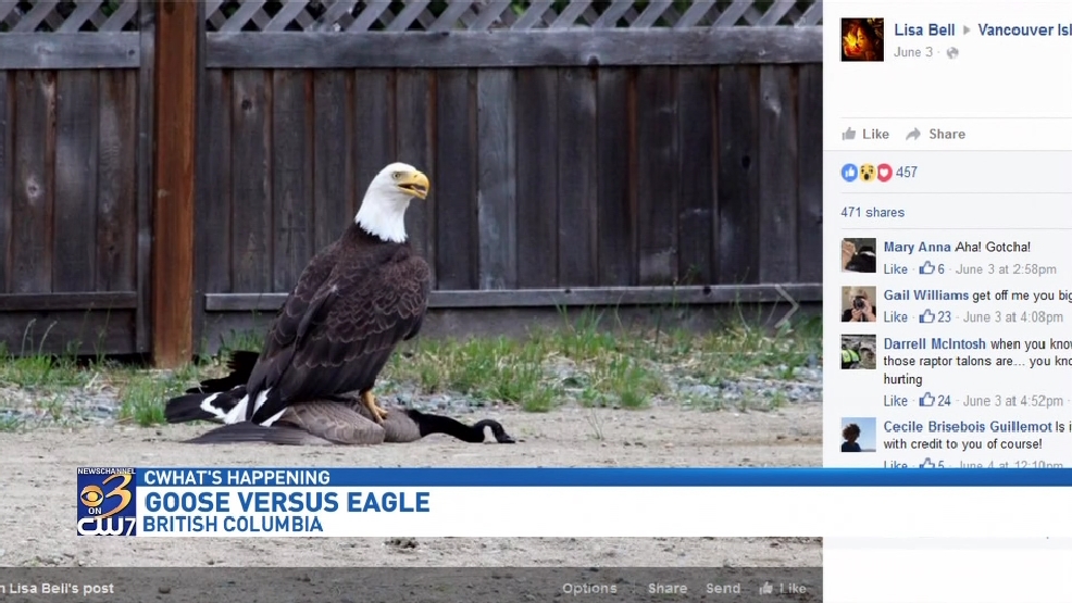 American bald eagle takes on Canadian goose WWMT