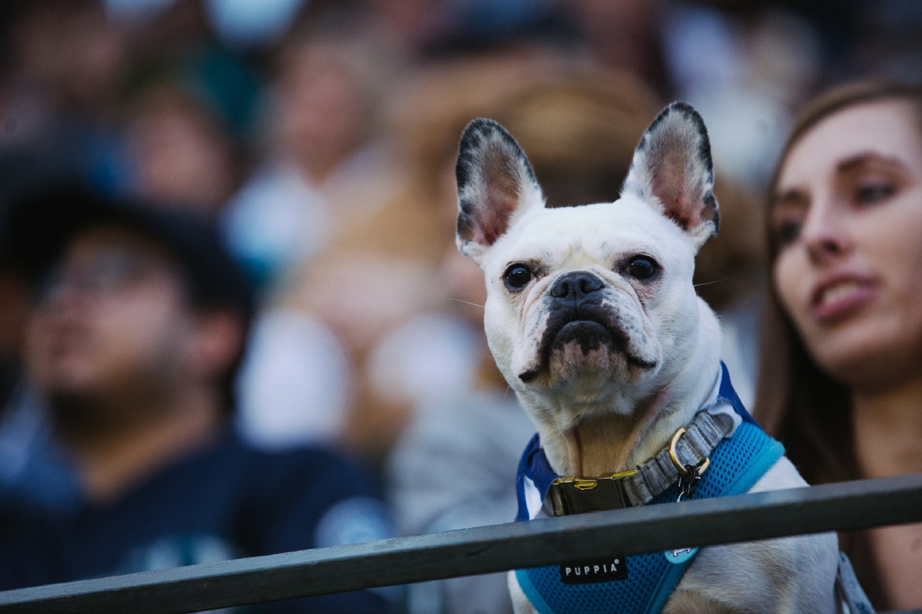 Who Let The Dogs In (To Safeco Field)? Mariners Host Bark in the Park