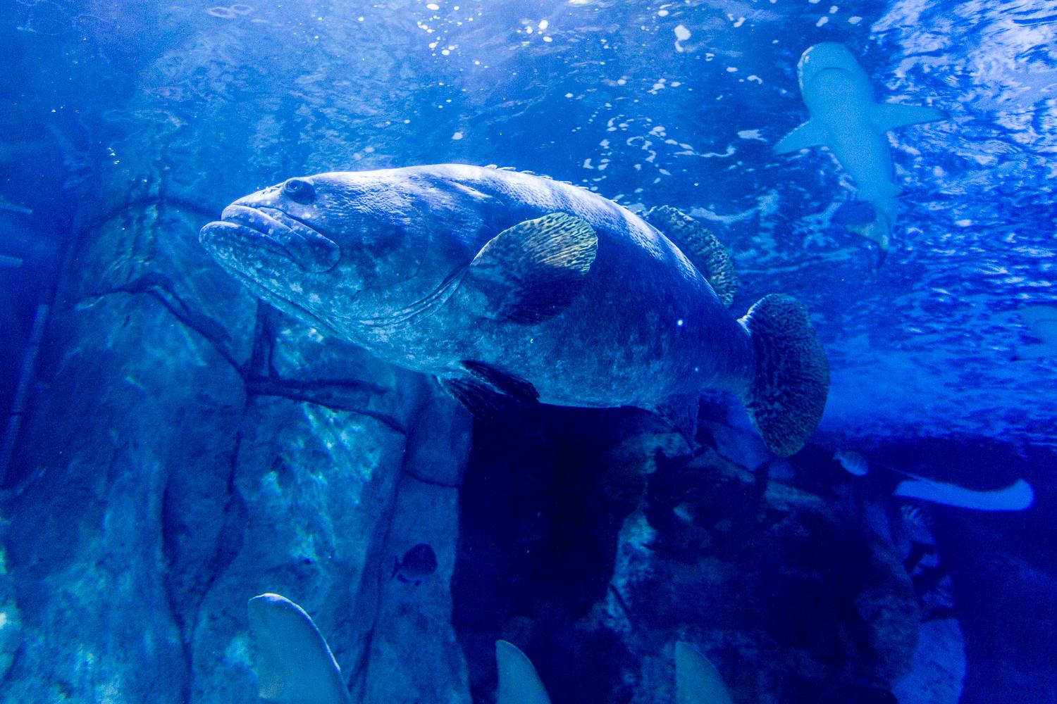 Photos That One Time We Went To Newport Aquarium Cincinnati Refined