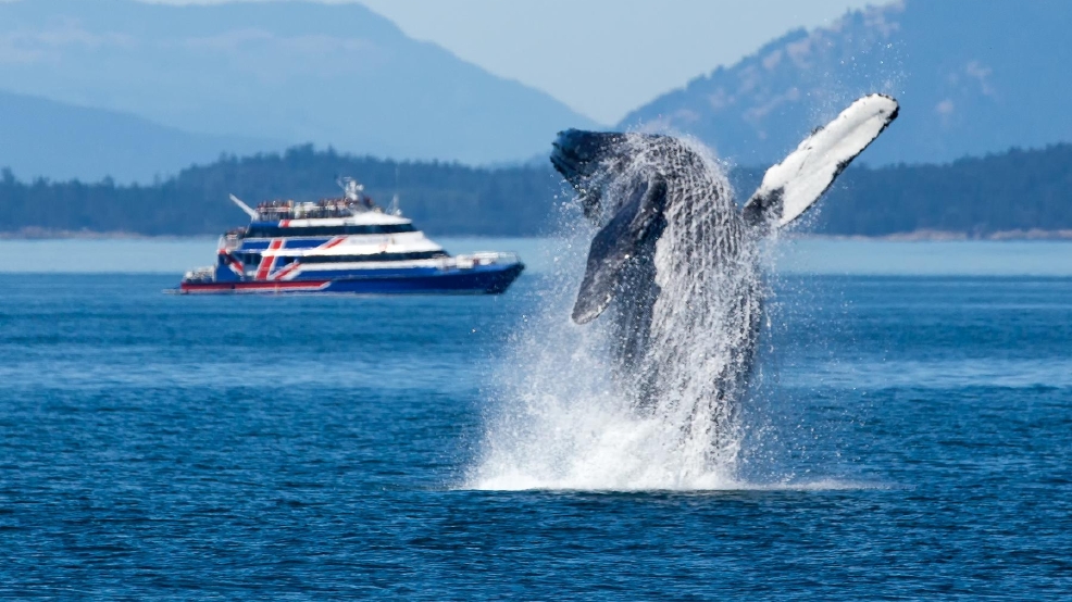 The 5 best things about a Victoria Clipper whale watching trip