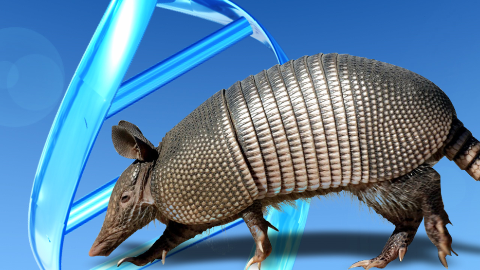 are armadillos nocturnal