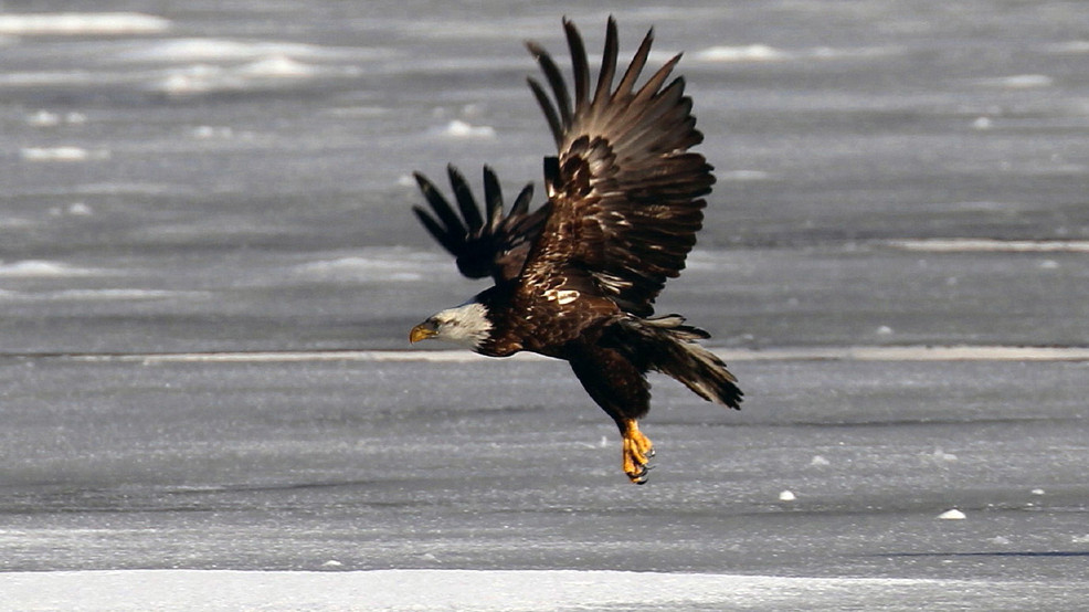 Hundreds of bald eagles migrate to Utah, viewing functions canceled amid COVID-19