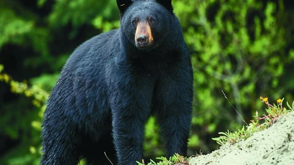 Missouri considers bear hunting season KTVO