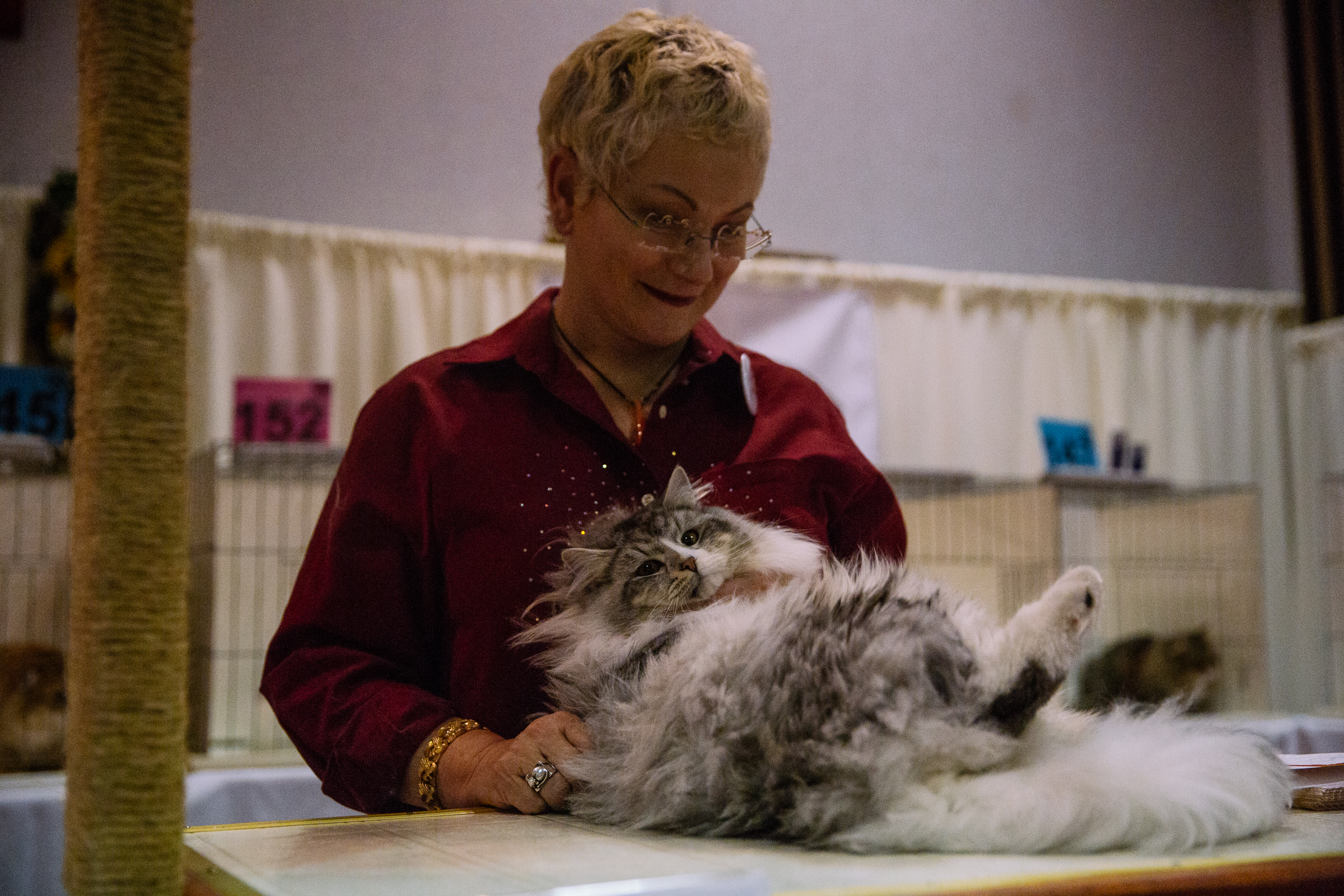 The International Cat Show Brings Furry Feline Faces To The Northwest ...