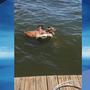 WATCH: Deer rescued from East Texas lake