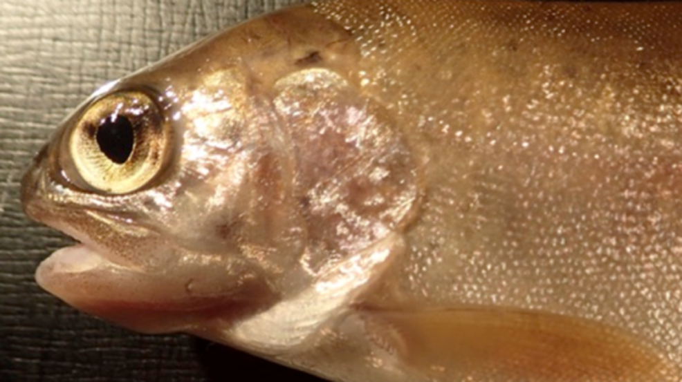 First known occurrence of parasitic disease affecting trout, salmon in