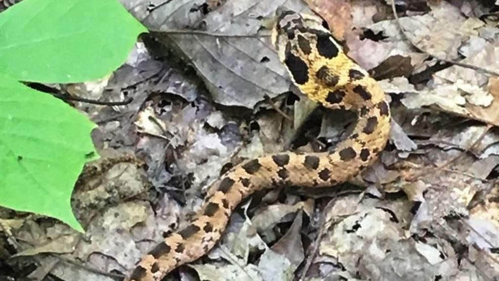 TWRA Warns Residents, Visitors To Be Cautious Of Venomous Snakes ...