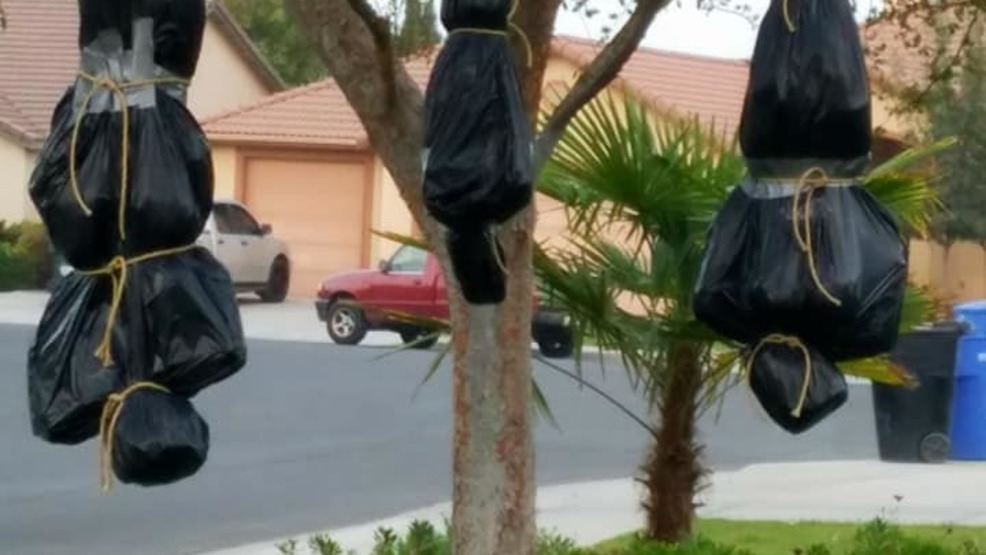 Halloween Decorations Taken Down After Being Dubbed Racially Offensive