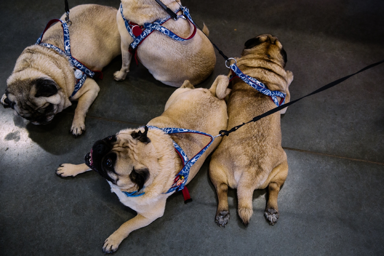 Photos: The biggest Pug Party in the Northwest | Seattle Refined