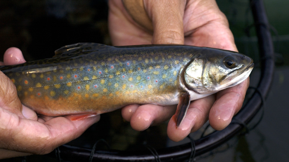 DNR extends brook trout daily limit regulation in Upper Peninsula WPBN