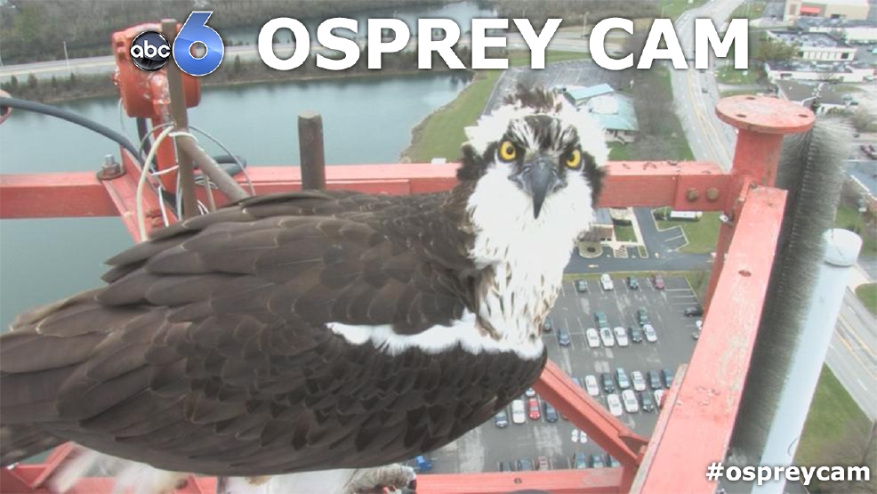 osprey webcams uk