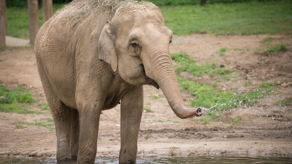 Columbus Zoo announces pregnancy on World Elephant Day | WSYX