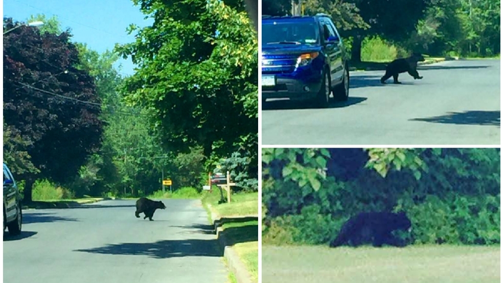 Warning issued to residents after several bear sightings in Oswego