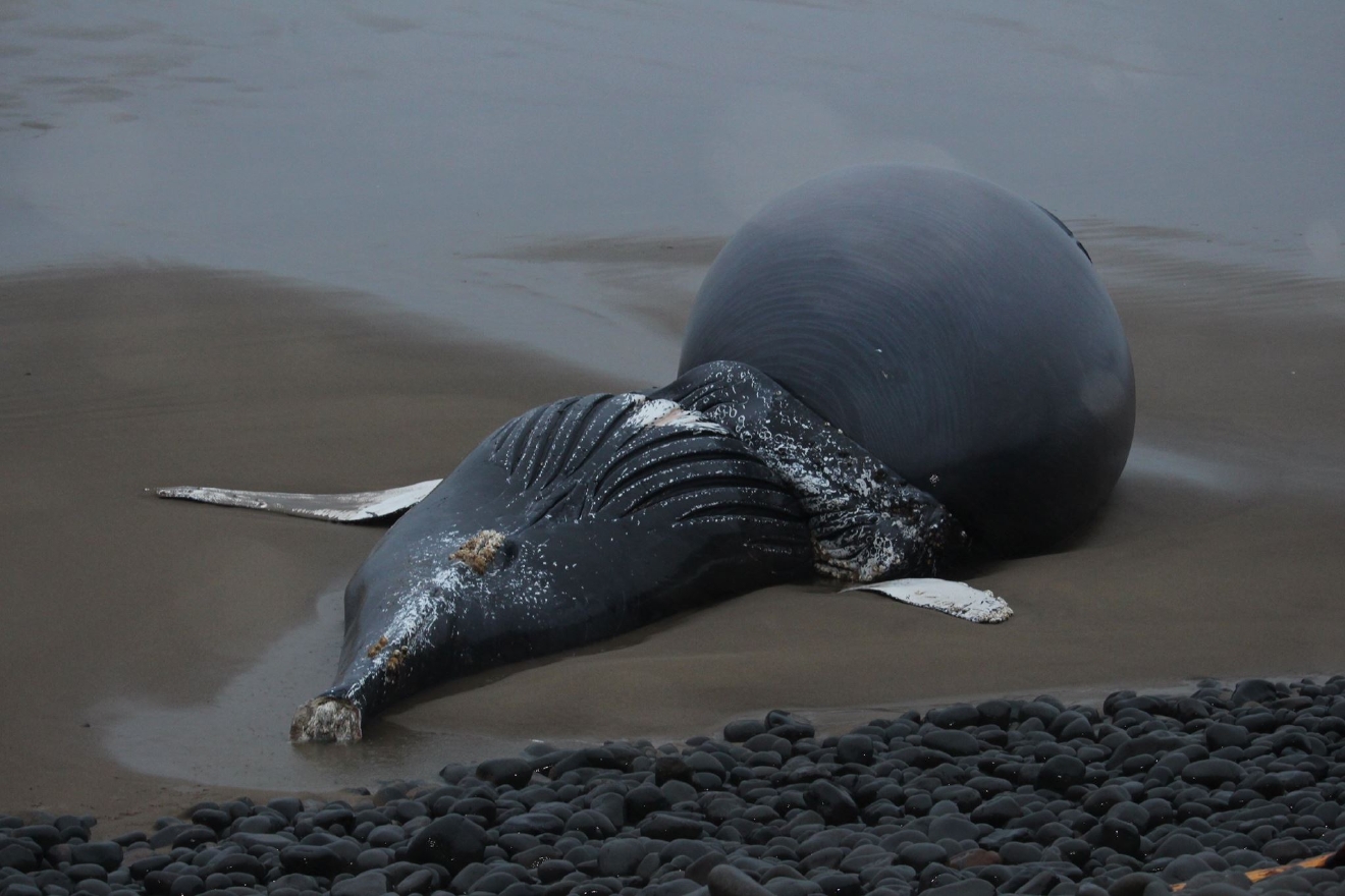  A large dead humpback whale lies on the beach at Nehalem Bay State Park in Oregon.