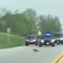 WATCH: Maryland deputy fatally shoots groundhog in roadway