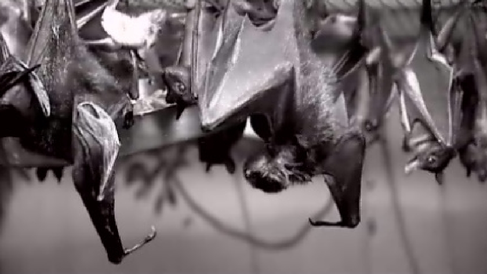 Rabid Bat Found In North Little Rock Apartment Katv Rabid Bat Found In North Little Rock Apartment