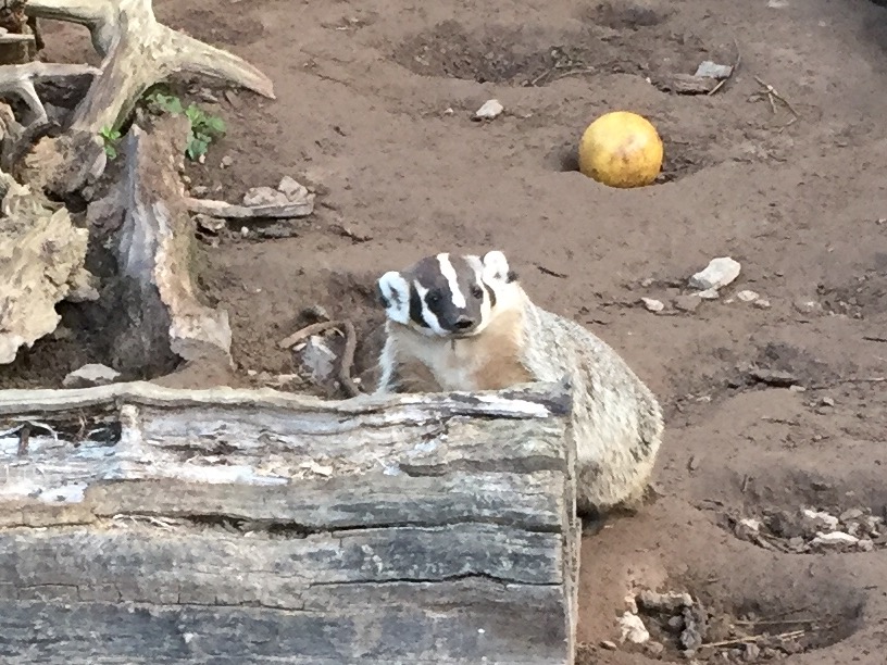 Checking out the badgers at the NEW Zoo in Suamico WLUK