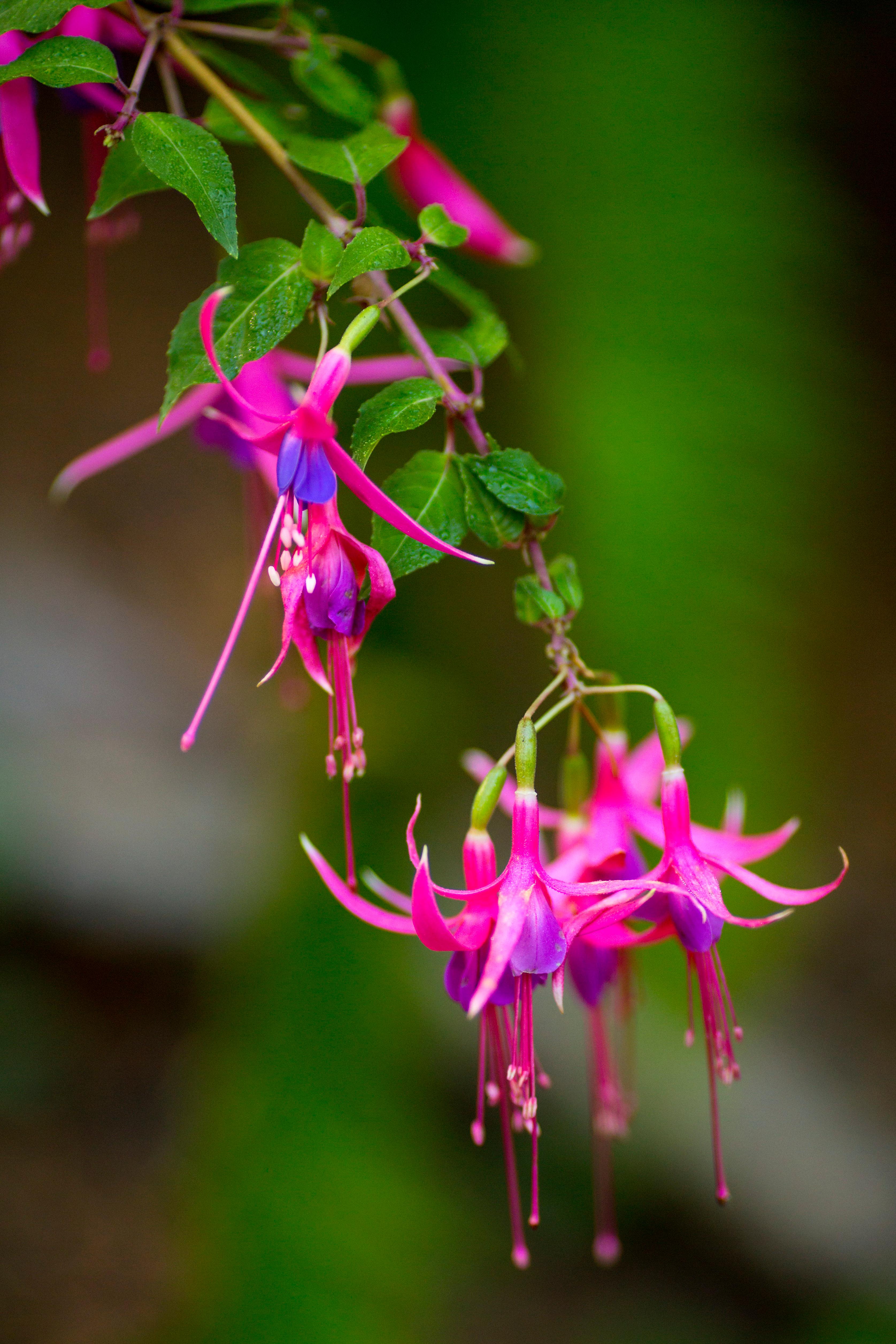 Photos Bellevue Botanical Gardens is one of the prettiest places to