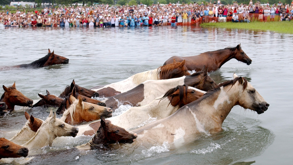 Chincoteague Pony Swim canceled for first time since WWII due to