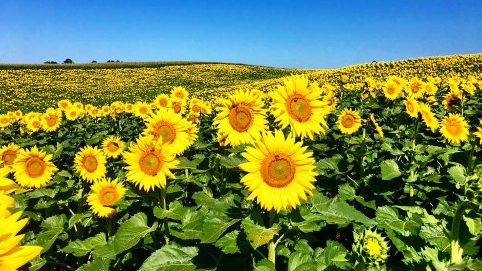 Celebrate the end of summer at Virginia's annual sunflower festival | WSET