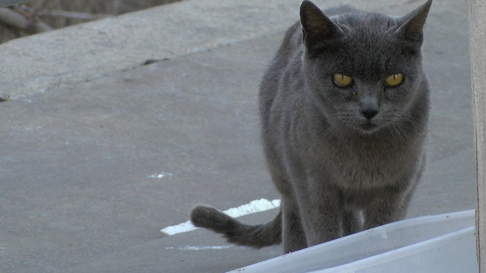 Feral cats make Western Governors' list of invasive species KVII