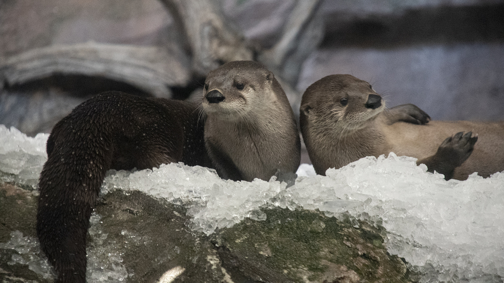 Snow day for otters at the North Carolina Aquarium at Pine Knoll Shores
