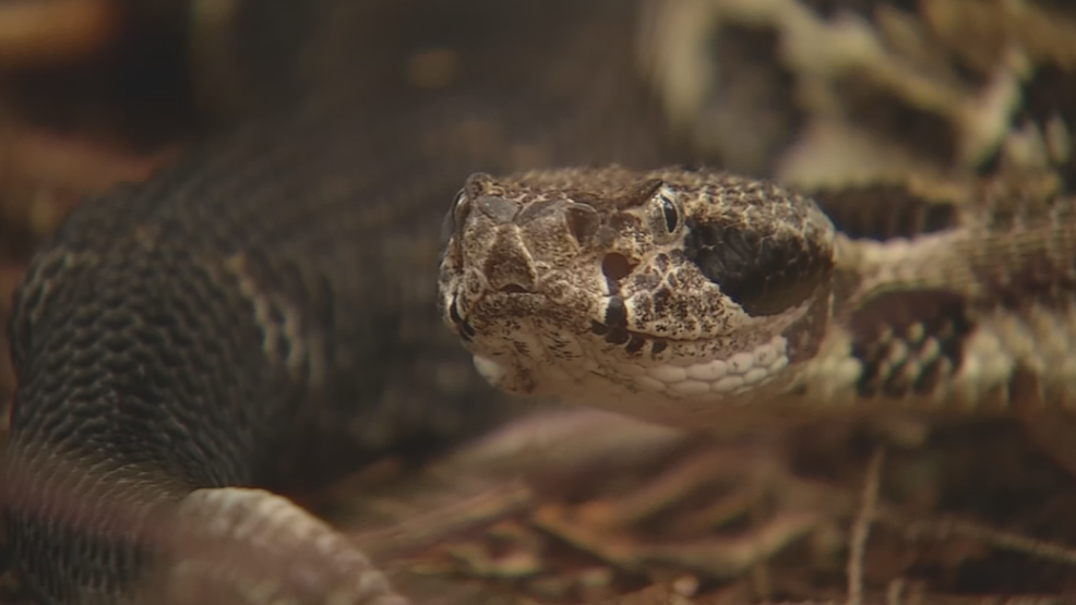 WV Wildlife Timber Rattlesnake Study WCHS
