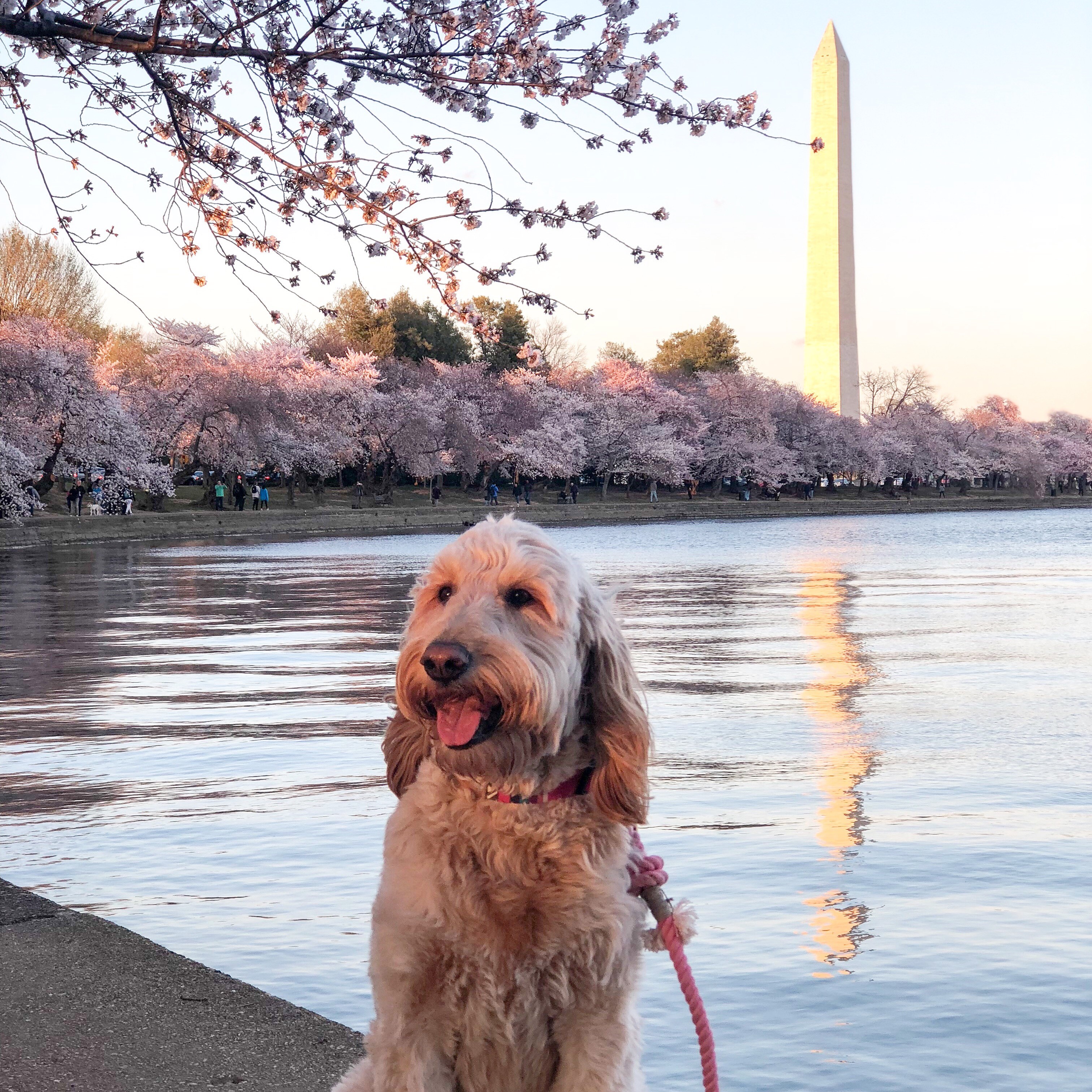 RUFFined Spotlight D.C. dogs enjoying the cherry blossoms DC Refined