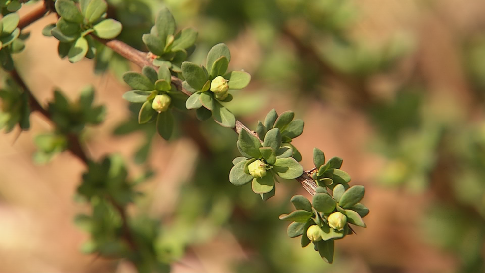 WV Wildlife Invasive Plant Species WCHS