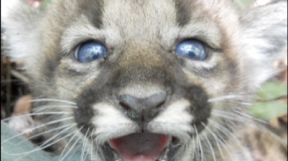 140220_PANTHER.jpg