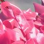 Navicent Health to 'Paint the Town Pink' in honor of Breast Cancer Awareness month