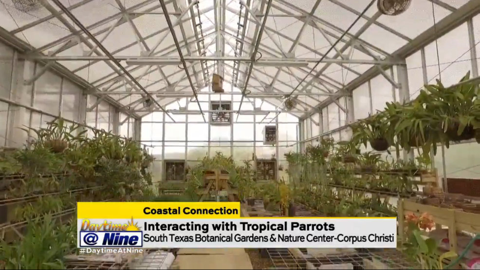 Stop And Smell The Roses At The South Texas Botanical Gardens Kabb