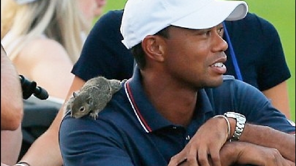 131005_woods_squirrel.jpg
