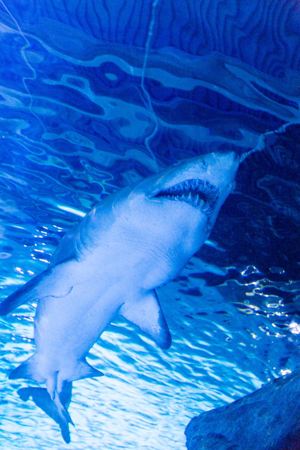 Photos That One Time We Went To Newport Aquarium Cincinnati Refined