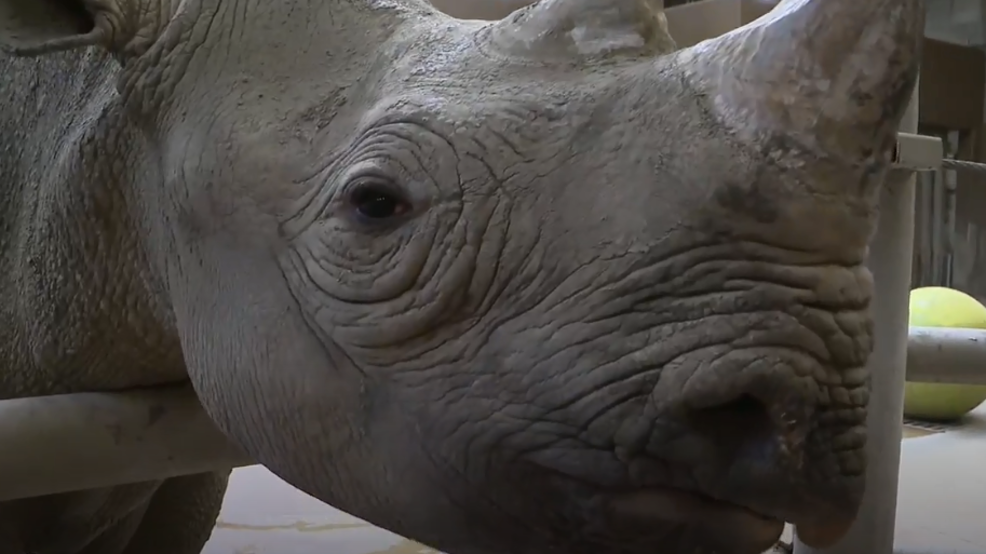 Wild Wednesday at the Columbus Zoo with Rosie the Black Rhino WTTE