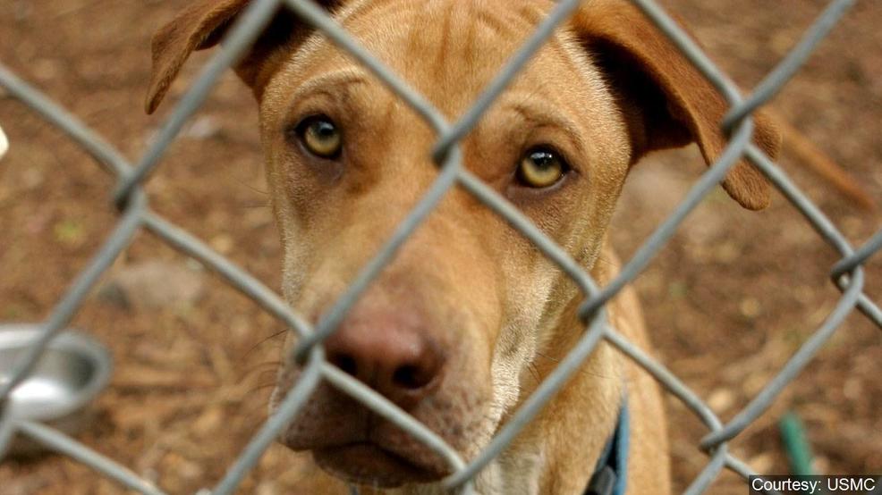 Animal shelter suspends adoptions, intakes after infections | WHP