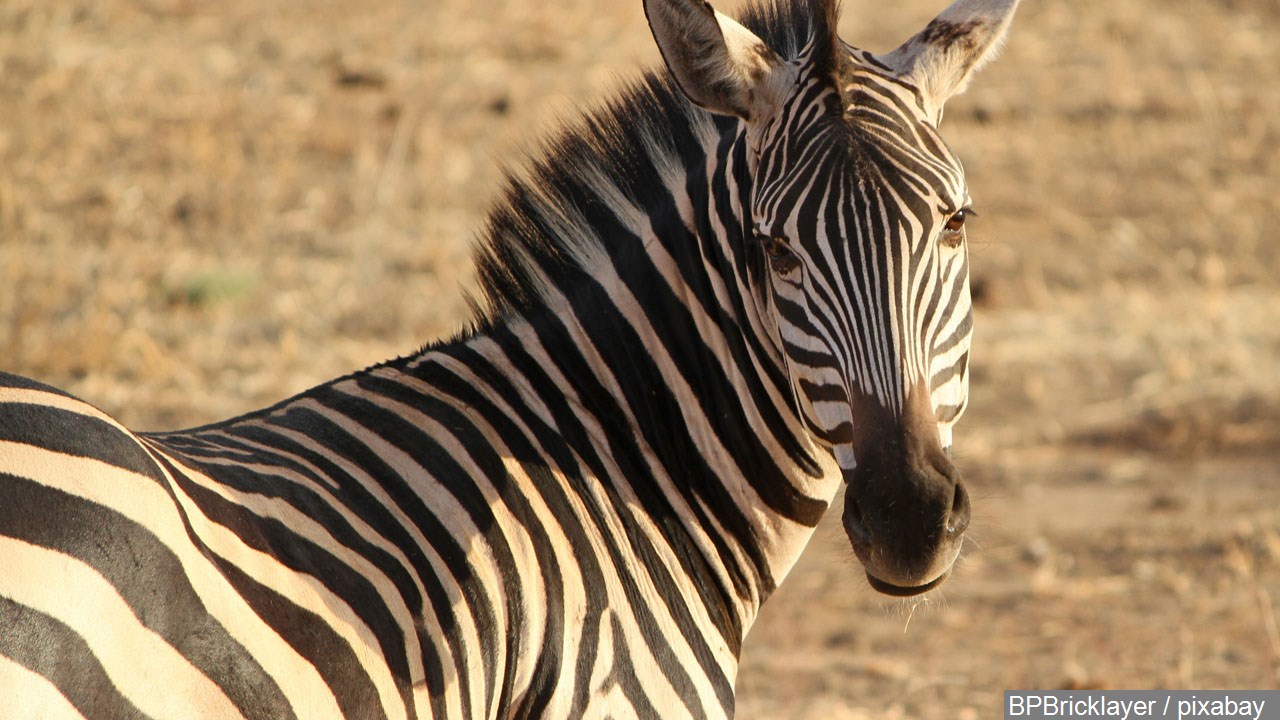 why do zebras have stripes? perhaps to dazzle away flies | wtvc