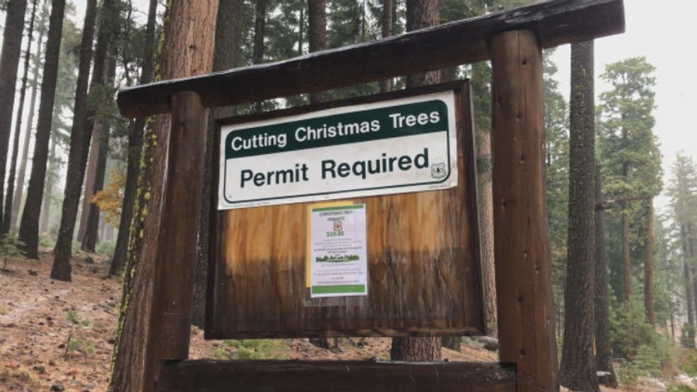 Timber! Tree cutting permits now available for Christmas time KRCR