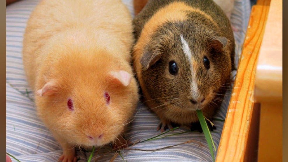 Hundreds Of Guinea Pigs Up For Adoption After Couple Dumps Them In Field Surrenders More Kepr